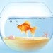 Goldfish in bowl