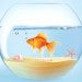 Goldfish in bowl